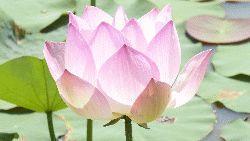 Cambodja Lotus