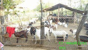 karen asia care foundation geitenfarm